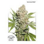Auto Lemon Kix